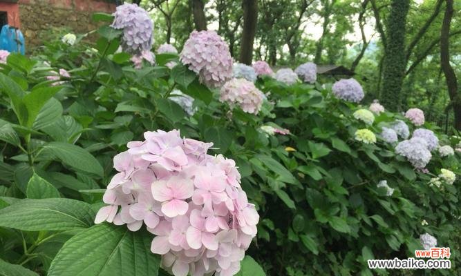 绣球花的寓意与深层象征解析 绣球花花语及象征意义