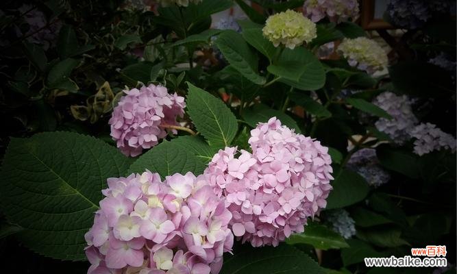 绣球花的寓意与深层象征解析 绣球花花语及象征意义