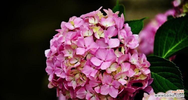 绣球花花语及代表意义解析 绣球花