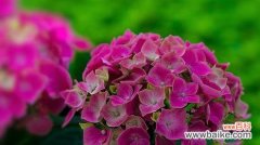 绣球花花语及代表意义解析 绣球花