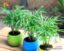 小巧身材中蕴藏的大情感 缤纷芬芳，袖珍椰子的花语