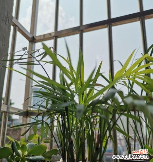 小巧身材中蕴藏的大情感 缤纷芬芳，袖珍椰子的花语