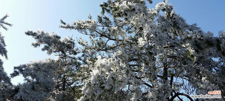 探寻雪松的花语与文化象征 雪松花语与文化地位