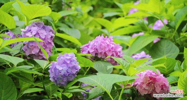 了解绣球花的花语 绣球花的象征意义及传统文化内涵