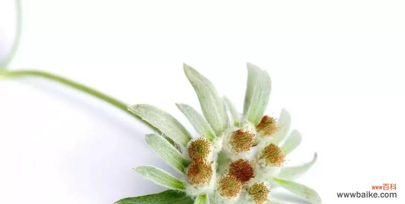 寒梅初绽 雪绒花