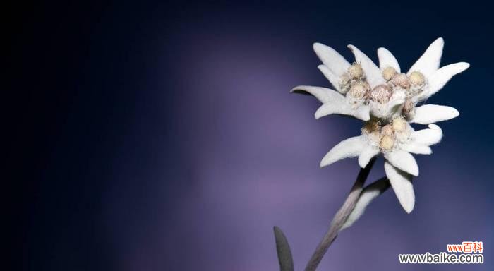 寒梅初绽 雪绒花