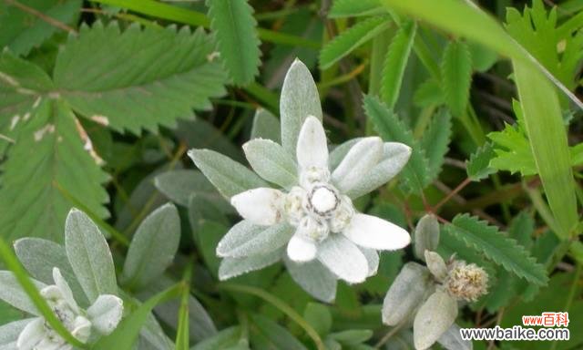 寒梅初绽 雪绒花