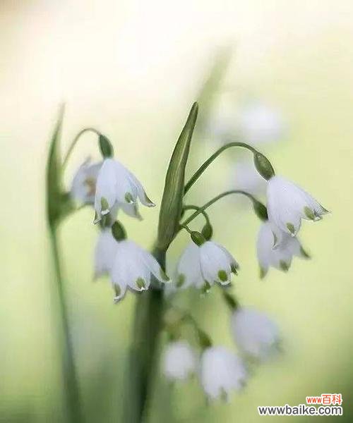 传说与花语的绮丽舞台 雪莲花