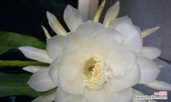 传说与花语的绮丽舞台 雪莲花