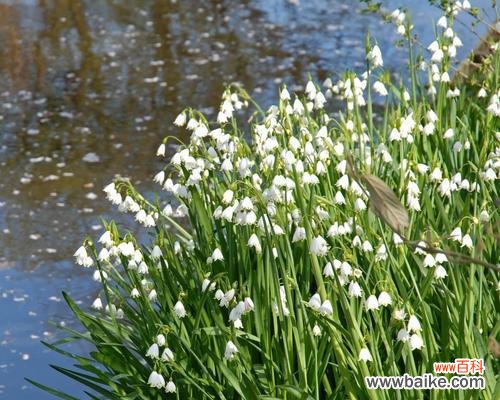 寒冬中绽放的美丽 雪滴花