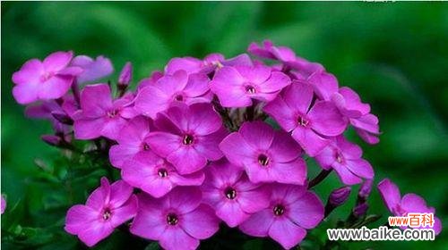 探寻雁来红的花语和神奇传说 雁来红的花语和传说