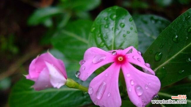 探寻雁来红的花语和神奇传说 雁来红的花语和传说