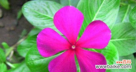 探寻雁来红的花语和神奇传说 雁来红的花语和传说