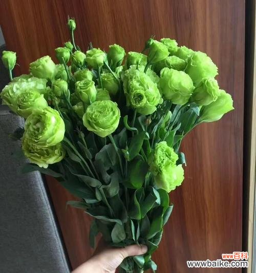 探索洋桔梗的花语之美 洋桔梗花语与种植方法解析