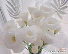 探索洋桔梗的花语之美 洋桔梗花语与种植方法解析