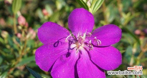 揭开野牡丹的神秘面纱 野牡丹的花语与传说