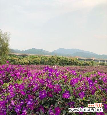 揭开野牡丹的神秘面纱 野牡丹的花语与传说