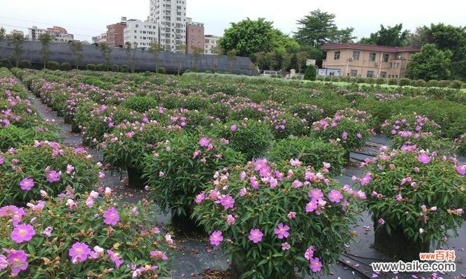 揭开野牡丹的神秘面纱 野牡丹的花语与传说