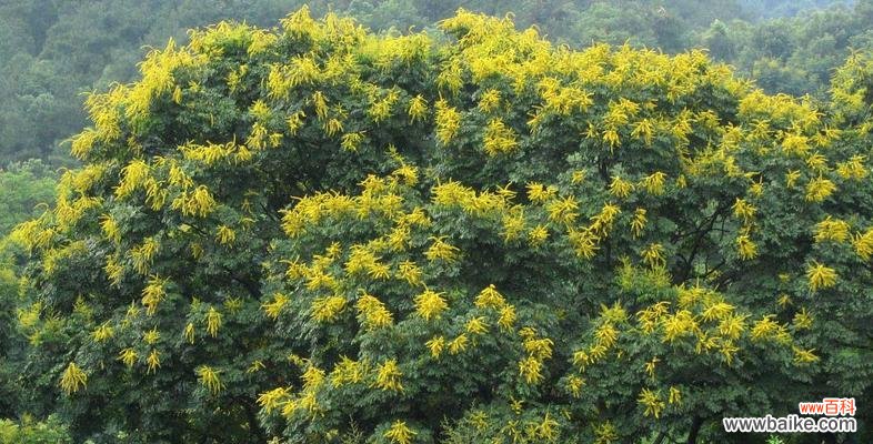 财富与幸福的奇妙融合 摇钱树开花的寓意