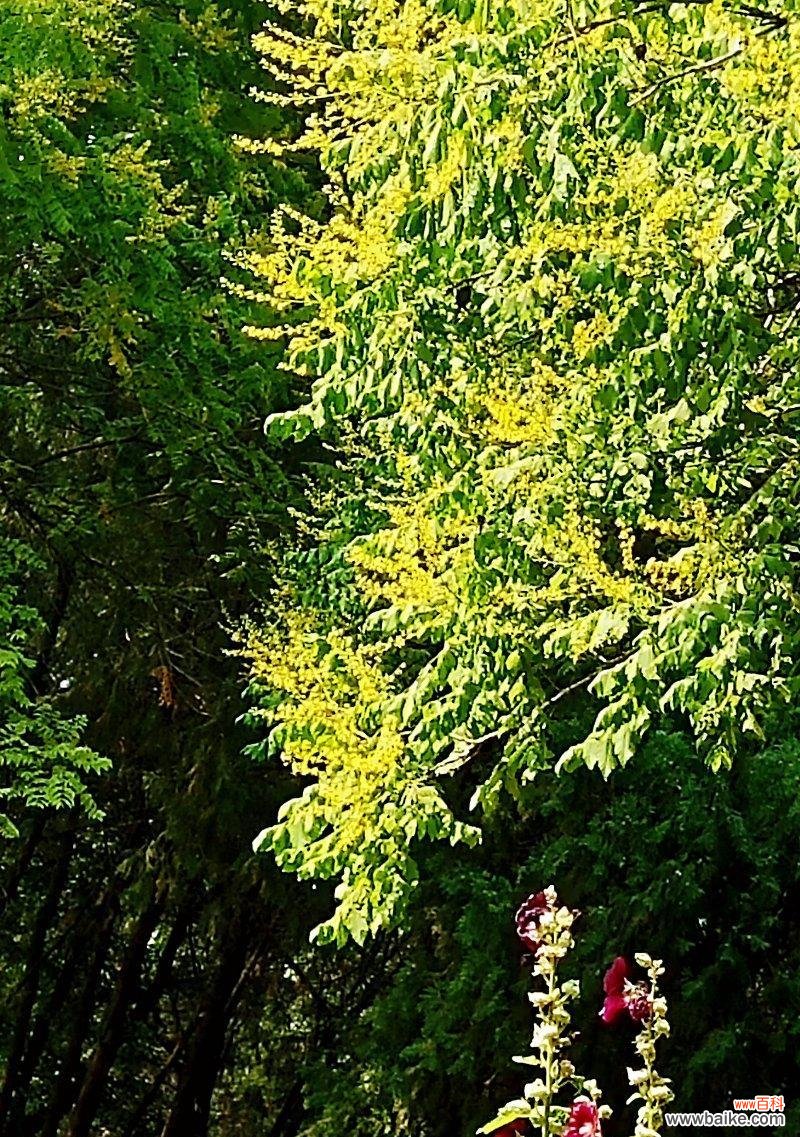 财富与幸福的奇妙融合 摇钱树开花的寓意