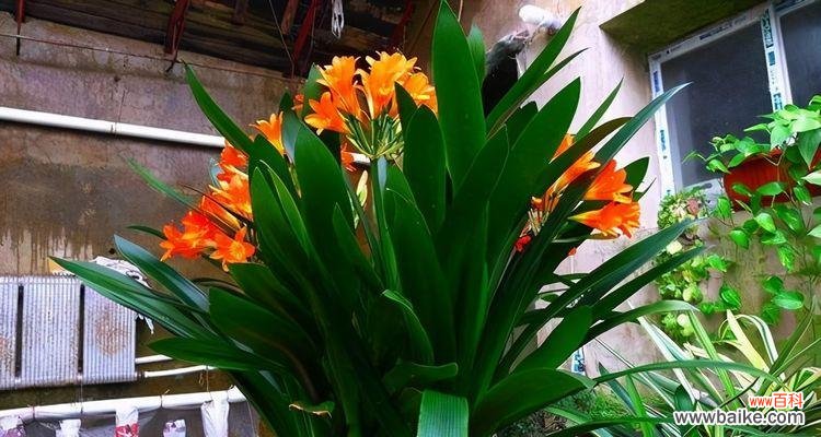 探究养花积水现象 养花积水是怎么回事