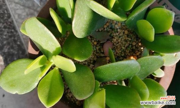 探究养花积水现象 养花积水是怎么回事