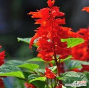 探寻红花开放的时间与花语之谜 红花与季节的奇妙交织