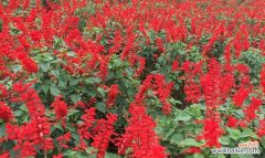 以一串红花传递无言的情感 红花语