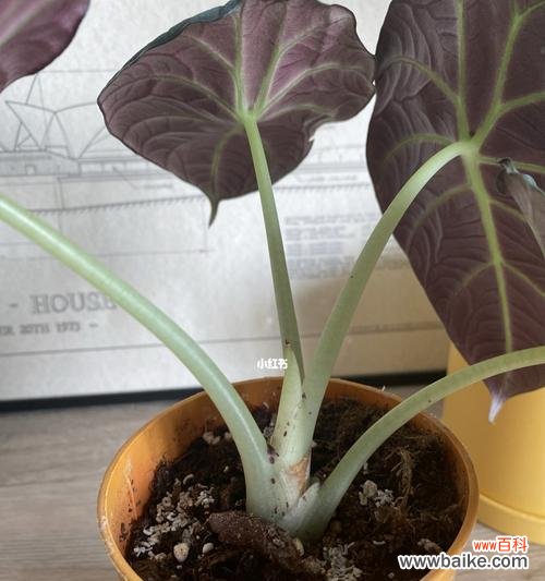 探寻叶底花的世界 叶底花的含义与传承