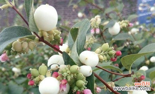 探寻叶底花的世界 叶底花的含义与传承