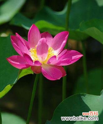 探寻叶底花的世界 叶底花的含义与传承