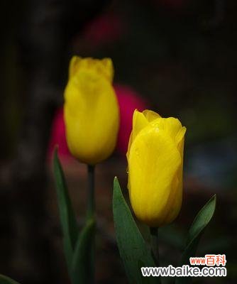 盛放于大自然中的生命之美 野生郁金香