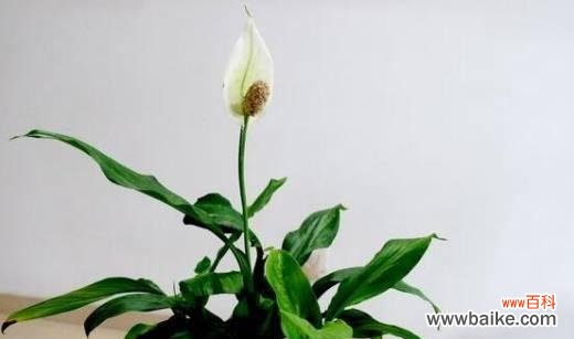 顺利开花的象征与意义 以一帆风顺开花的预示