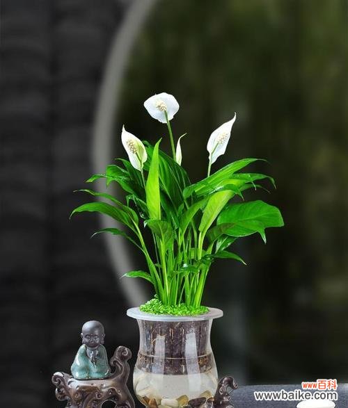 顺利开花的象征与意义 以一帆风顺开花的预示