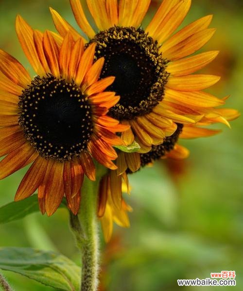探寻向日葵花的寓意与表达方式 向日葵之美
