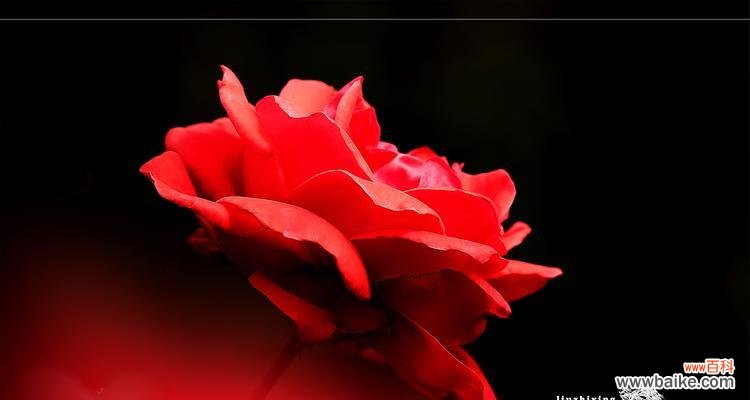 一朵玫瑰花的背后故事与情感传达 玫瑰花的象征意义及文化解读