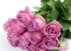 仰慕之情如花开盛放 花开仰慕，以银皇后为主题的文章