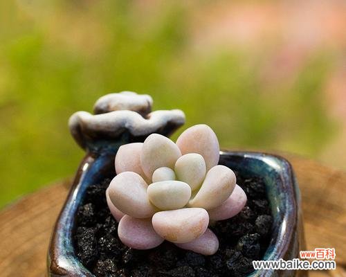 多肉植物中的爱意盎然 以爱为名，世间多肉情