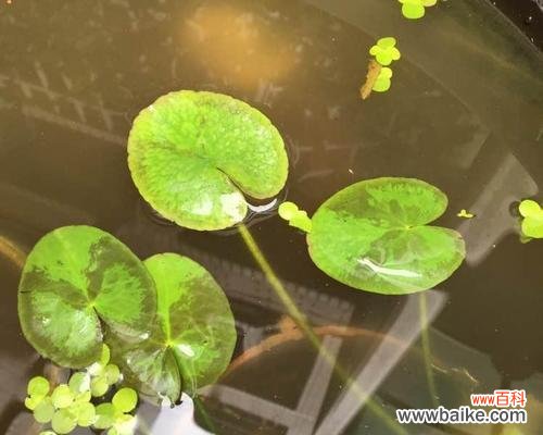 探索一叶莲的深刻内涵与神秘力量 一叶莲的寓意和花语