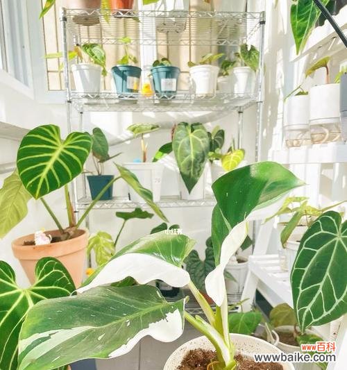 以一品红为主题的文章 一品红花开，温暖寒冬