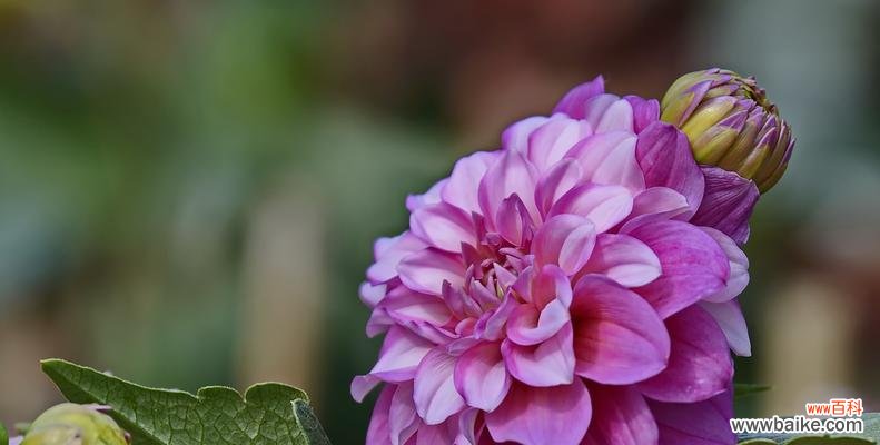 以一品红为主题的文章 一品红花开，温暖寒冬