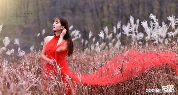 以一品红为主题的文章 一品红花开，温暖寒冬