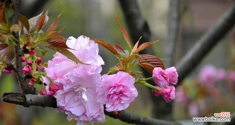 探寻樱花的象征意义与文化内涵 樱花