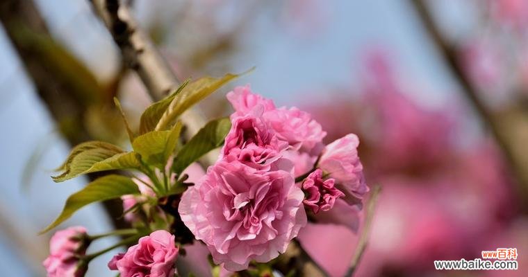 探寻樱花的象征意义与文化内涵 樱花