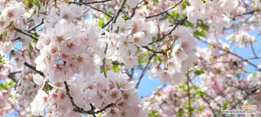 探寻樱花的象征意义与文化内涵 樱花