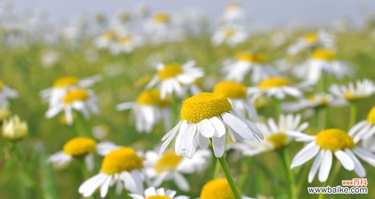 探寻樱草的花语 樱草的花语与传说