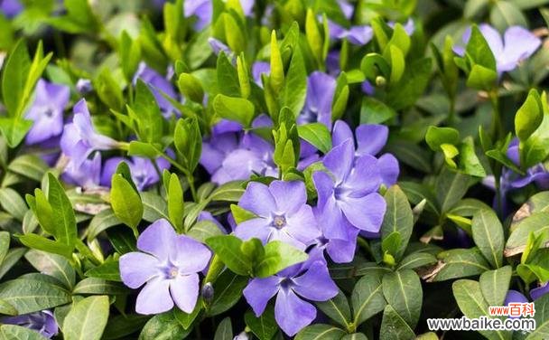 探寻樱草的花语 樱草的花语与传说