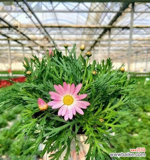 探寻樱草的花语 樱草的花语与传说