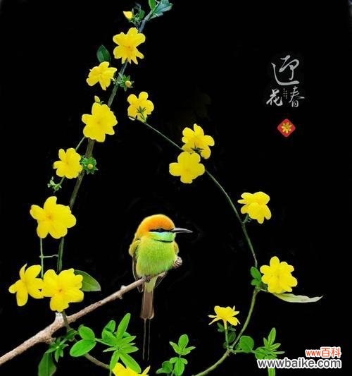 迎春花 春天的使者——迎春花