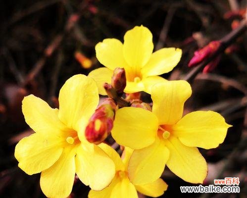 迎春花 春天的使者——迎春花